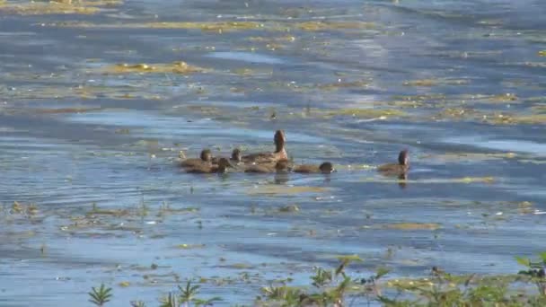 Damızlık ördekler Yüzme — Stok video