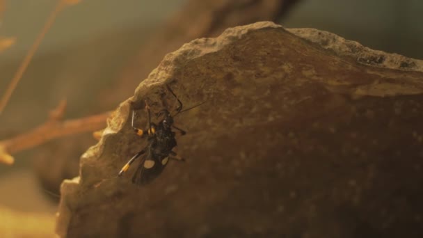 Insecto en la parte inferior de la roca — Vídeos de Stock