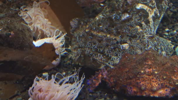Getarnte Fischanemonen und Krabben — Stockvideo