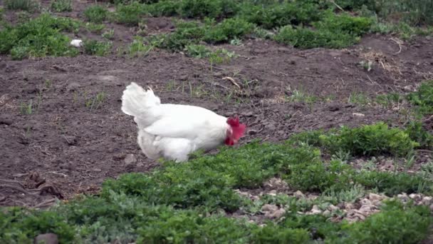 Pollo fattoria corno di legno bianco mangiare semi insetti — Video Stock