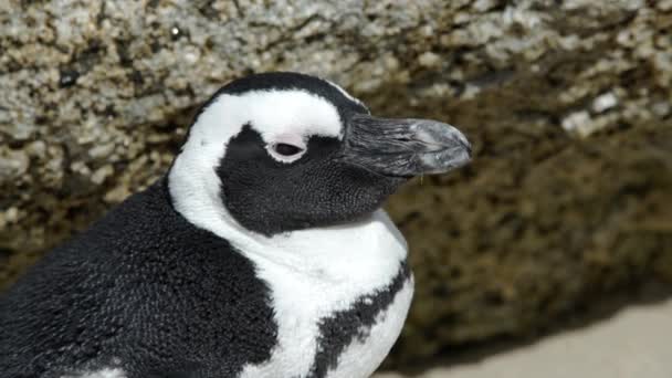 Cerca de un pinguino en la playa de rocas en la península del cabo sur de África — Vídeos de Stock