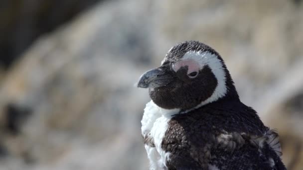 Vicino da un pinguino di muta — Video Stock