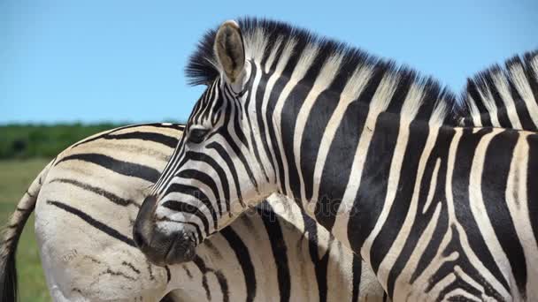 Detailní záběr ze dvou zebry v addo elephant