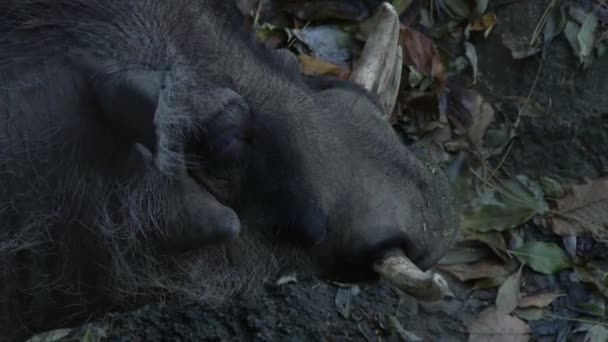 Närbild av vårtsvin i vildmarken — Stockvideo