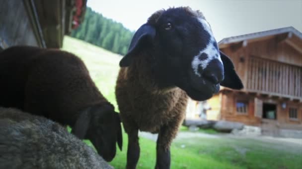 Closeup lamb face — Stock Video