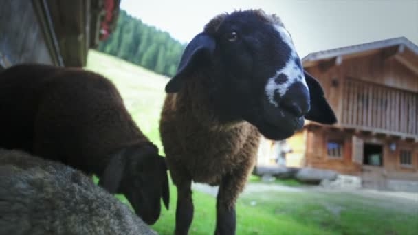 gros plan face d'agneau 