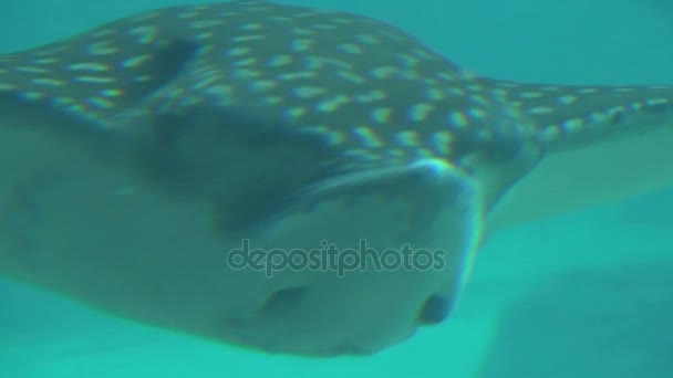 Close-up van reuze manta ray glijden langs de camera — Stockvideo