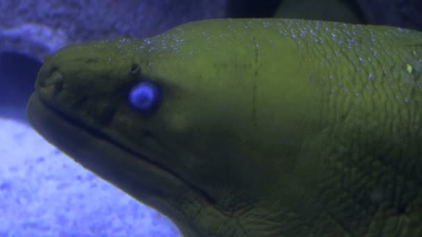 Närbild av stor fjällig fisk och gill — Stockvideo
