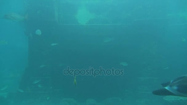 Closeup των μεγάλων stingray — Αρχείο Βίντεο