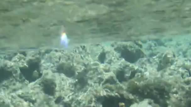 Coral reef aktiviteter under vattnet — Stockvideo