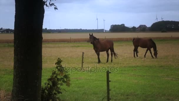 Pareja de caballos salvajes — Vídeo de stock