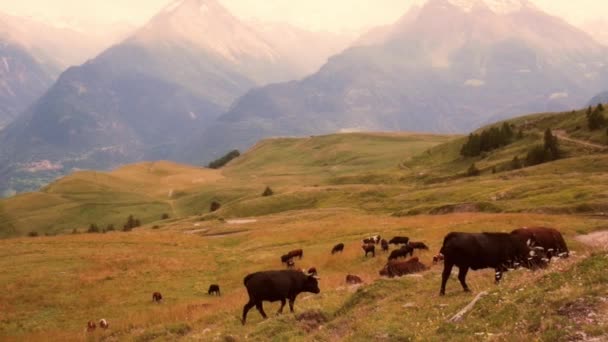 Koeien grazen tegen bergen — Stockvideo