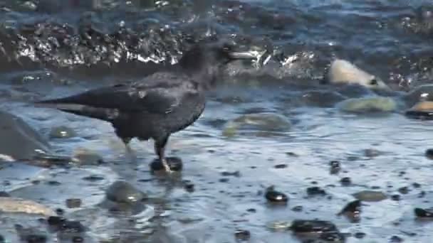 Caza de cuervos para la comida en la costa rocosa — Vídeos de Stock