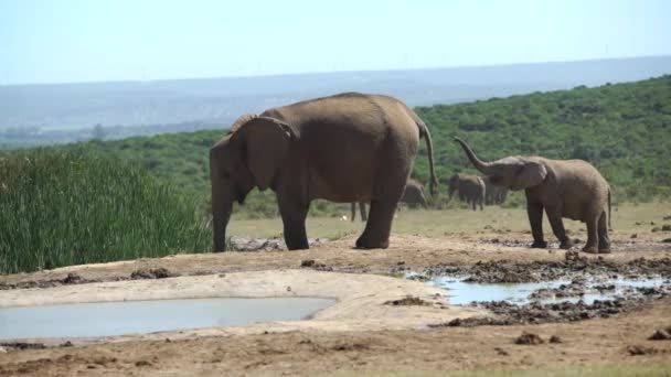 Niedliche Baby-Elefant spielt mit seinem Rüssel in Addo-Elefant — Stockvideo