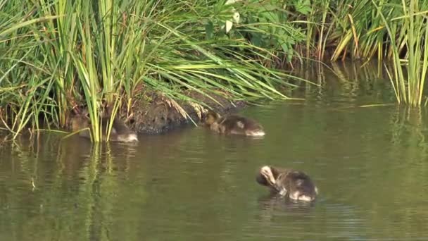 Patitos lindos cerca de la orilla del río — Vídeo de stock