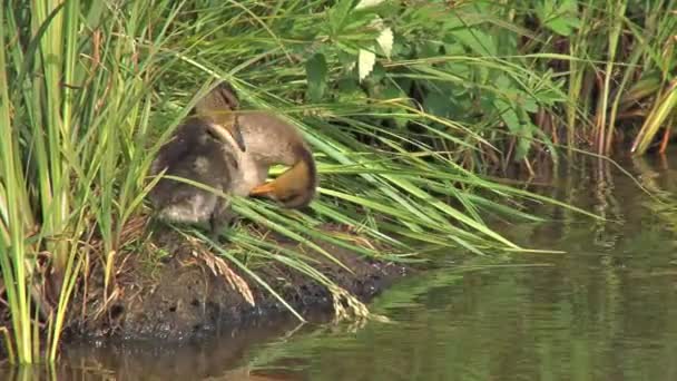 Patitos lindos en la orilla del río herboso — Vídeo de stock