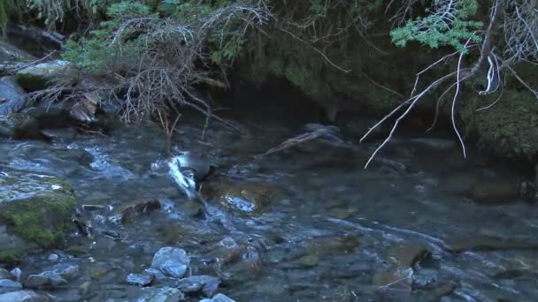 Salmone morto sulle rocce nel torrente — Video Stock