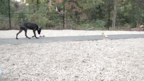 Σκύλος παίζει με τα παιχνίδια στην άμμο — Αρχείο Βίντεο