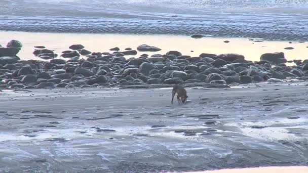 Hund plocka upp frisbee på isiga frusna strand — Stockvideo