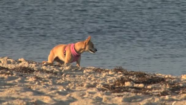 Hunden står på kvällen strandlinjen — Stockvideo