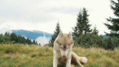 dağlarda mutlu Sibirya husky köpek