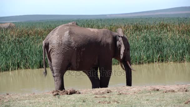 Bebidas de elefante de una piscina de agua — Vídeo de stock