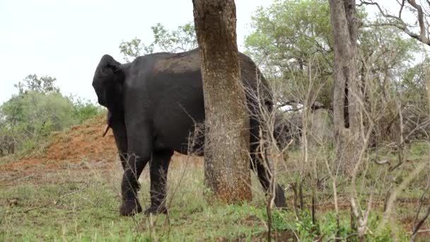 Elefant kratzt mit Bein an Baum — Stockvideo