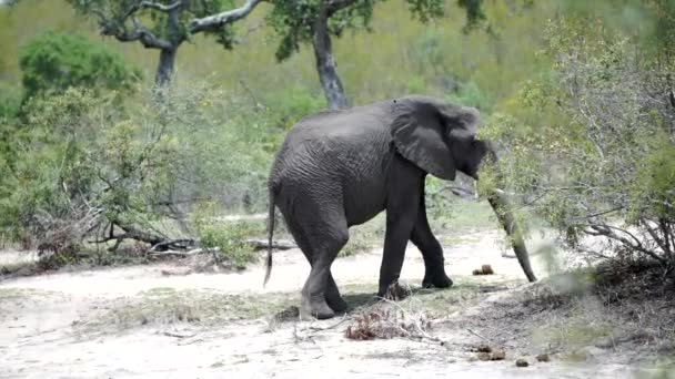Слон шукає їжу зі своїм багажником і йде геть у Крюгер — стокове відео