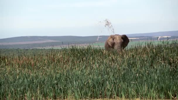 Elephant throwing mud — Stock Video