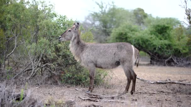 Самка антилопы, стоящая одна в кустах — стоковое видео