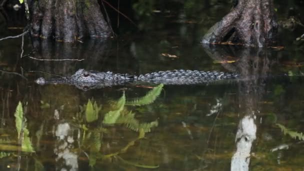 Everglades nationalpark amerikansk alligator — Stockvideo