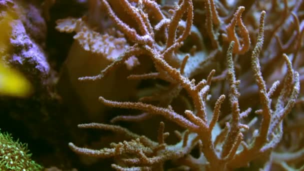 Peixes nadando por plantlife — Vídeo de Stock