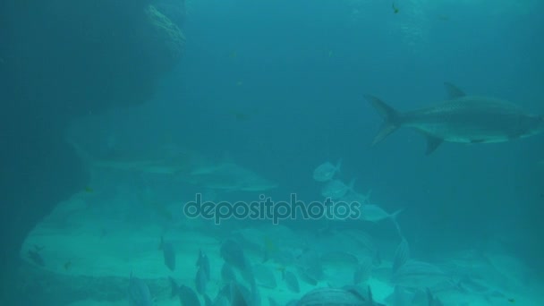 Lubina y tiburones en azul oscuro — Vídeo de stock