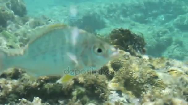 Peces nadando a través de arrecifes de coral — Vídeos de Stock