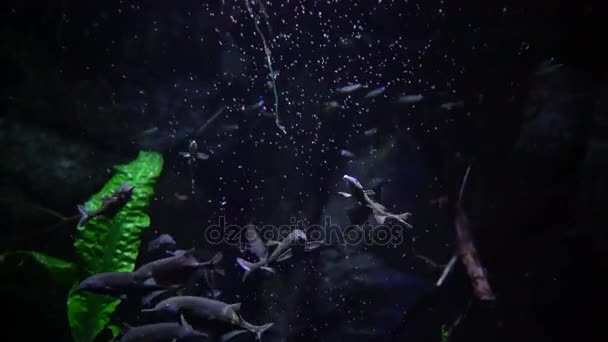 Gnathonemus petersii slon nosem ryby — Stock video
