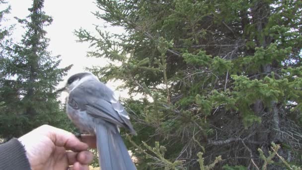 Grå jay i hand flyger iväg — Stockvideo