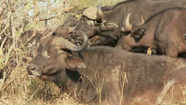 Grupo de búfalos de capa — Vídeo de stock