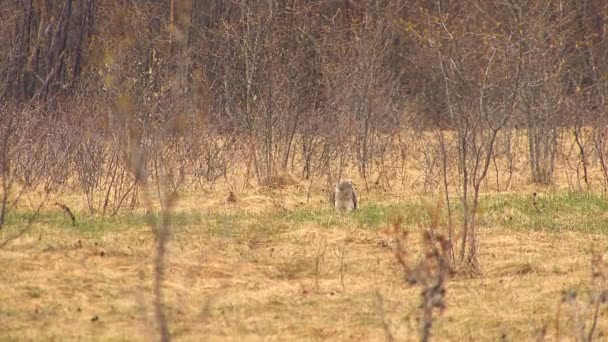 Falco mangiare la sua preda nel prato — Video Stock