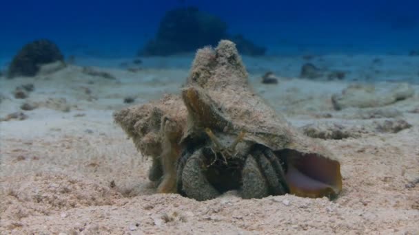 Ermite crabe assis dans le sable — Video