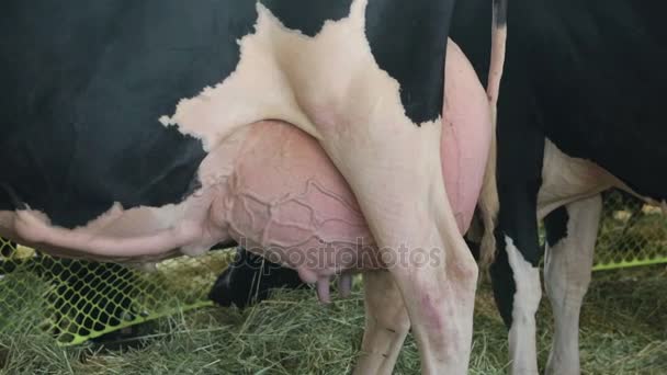 Tej Holstein tehenek teljes tőgy készen áll a fejés farm — Stock videók