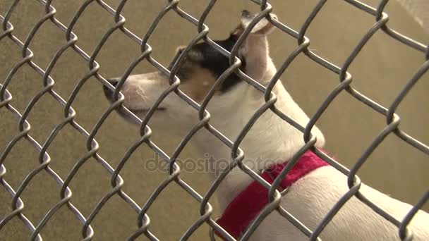 Jack russell terrier looking around in cage — Stock Video