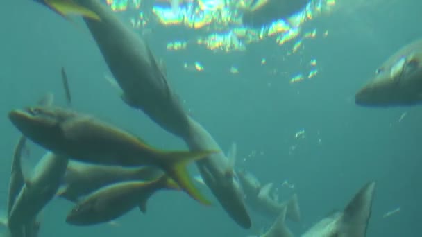 Tittar upp på stora fisk skola simma nära ytan — Stockvideo