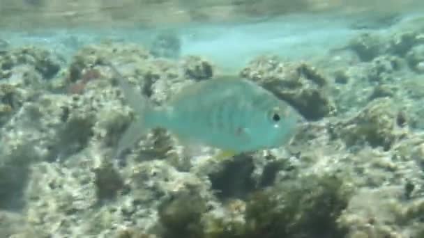 Poissons solitaires nageant autour du récif — Video