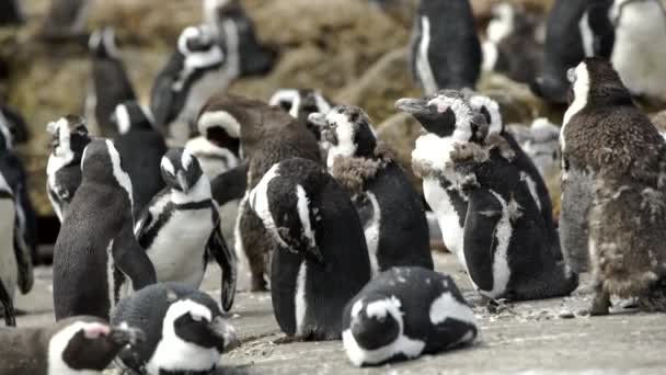 Colonia de pingüinos mutantes en las rocas — Vídeos de Stock