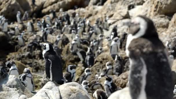 Colonie de manchots en mue aux rochers — Video