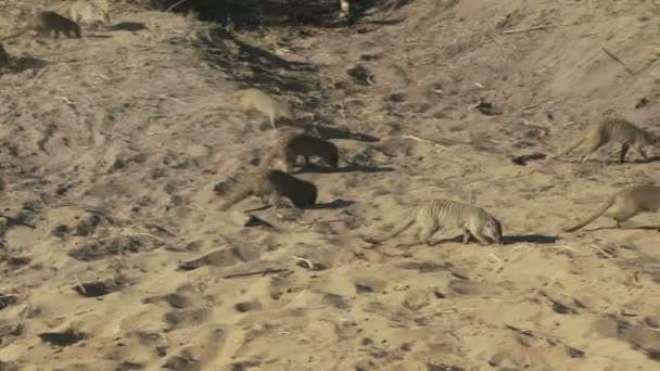Meerkats correndo na sujeira — Vídeo de Stock