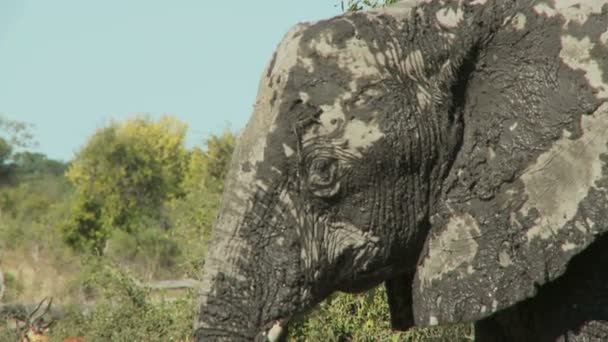 Слон покрытый грязью — стоковое видео