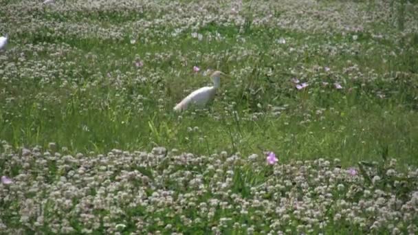 Nol louisiana chalmette burung berjalan lambat — Stok Video