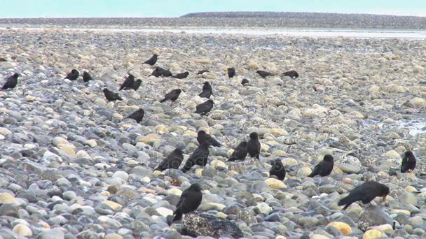 Murder of crows on rocks — Stock Video