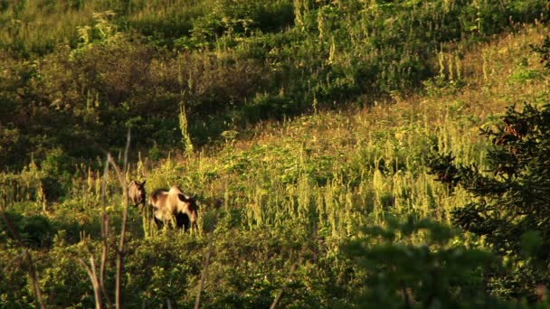 Mère orignal et bébé marchent à travers la colline — Video